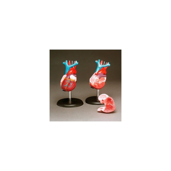 Budget Life-size Heart Model #CH7 by Anatomical Chart Co