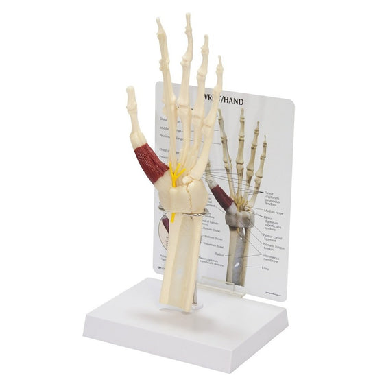Hand & Wrist Bone Joint Anatomical Model