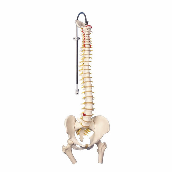 3B Scientific A58/2 Classic Flexible Spine Model with Femur Heads, 32.7" Height