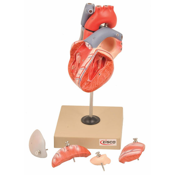 EISCO Human Heart Model, 7 Parts