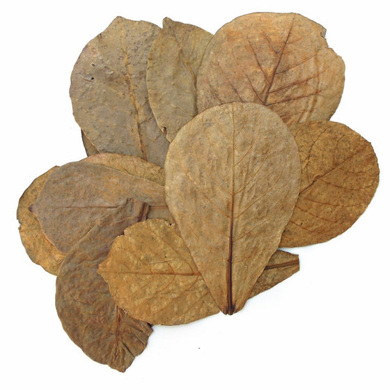 Tantora Premium Grade Catappa Indian Almond Leaves Size Xl 18-30cm