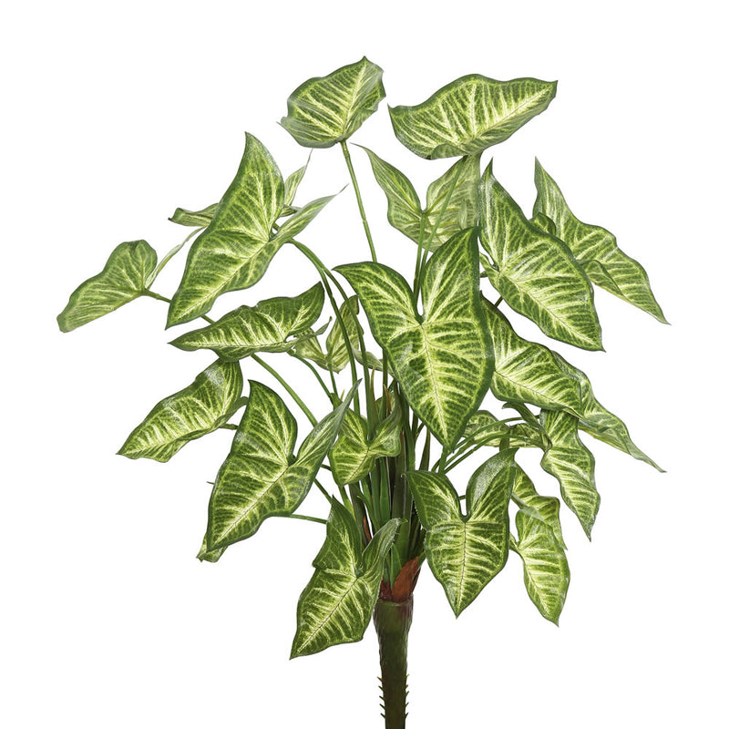 22" Syngonium Bush W/25 Lvs.-Green