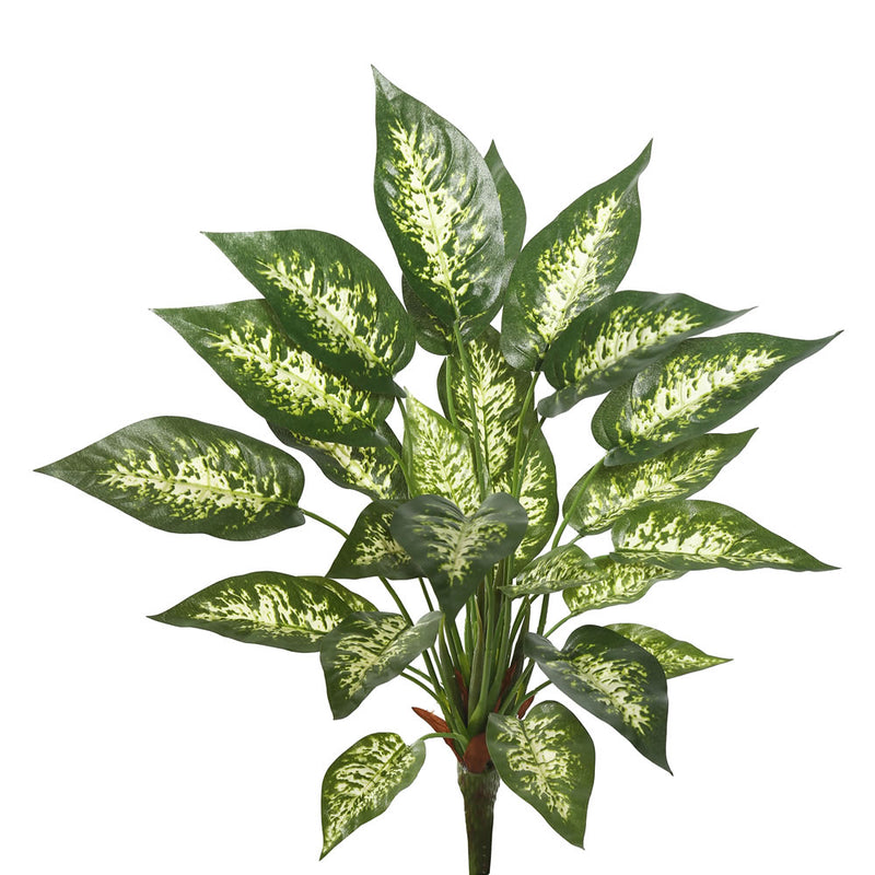 Dieffenbachia Everyday