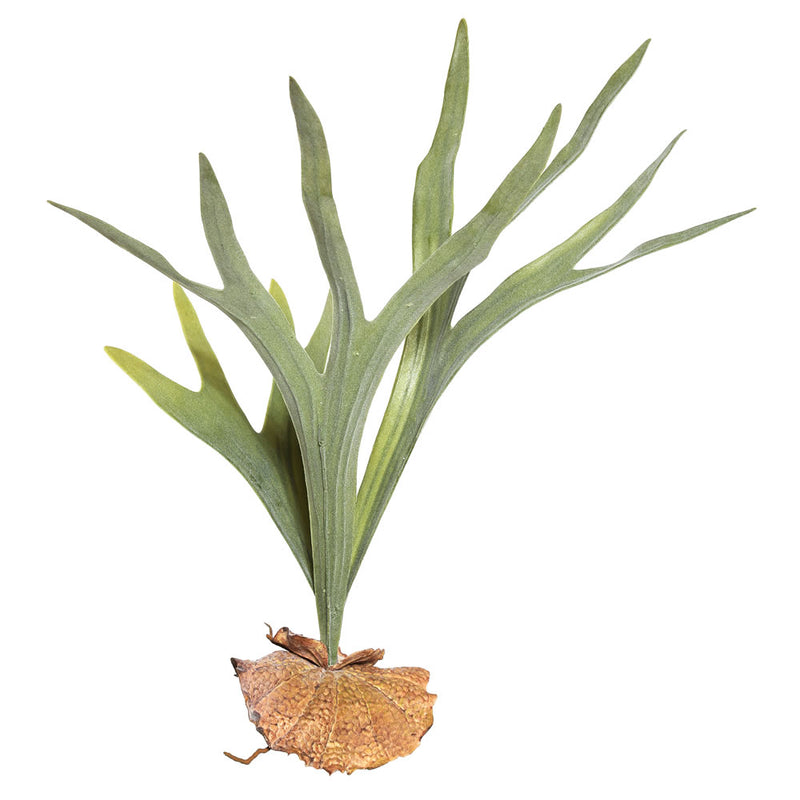 Staghorn Fern Picks