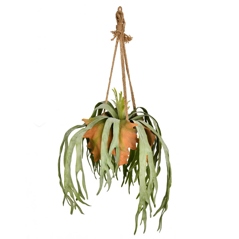 22" Staghorn Fern in Hnging Ceramic Pot