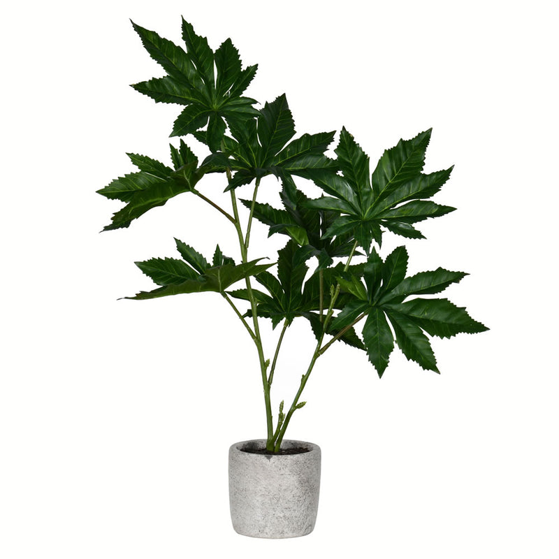 17" Green Potted Papaya