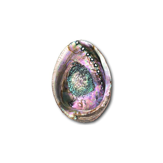 Alternative Imagination Abalone Shell (5.5" Hand Selected Abalone Shell)