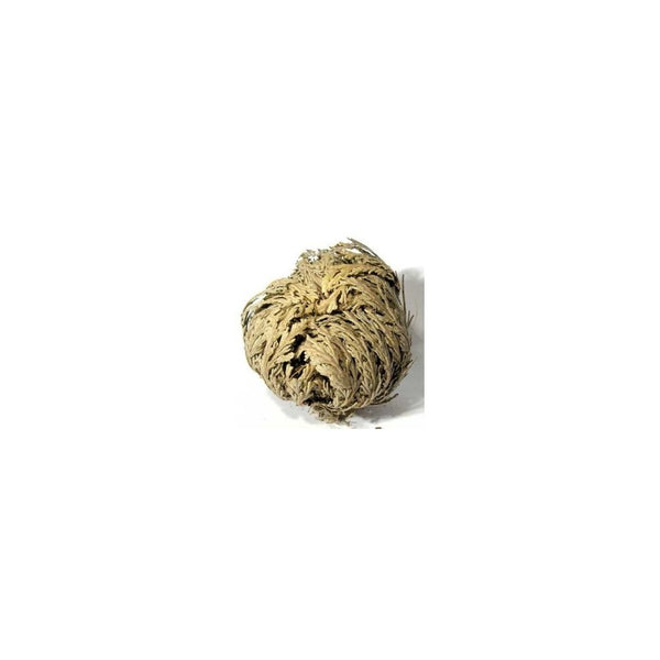 Luchea's Psychic World Herbs-Rose of Jericho-Whole