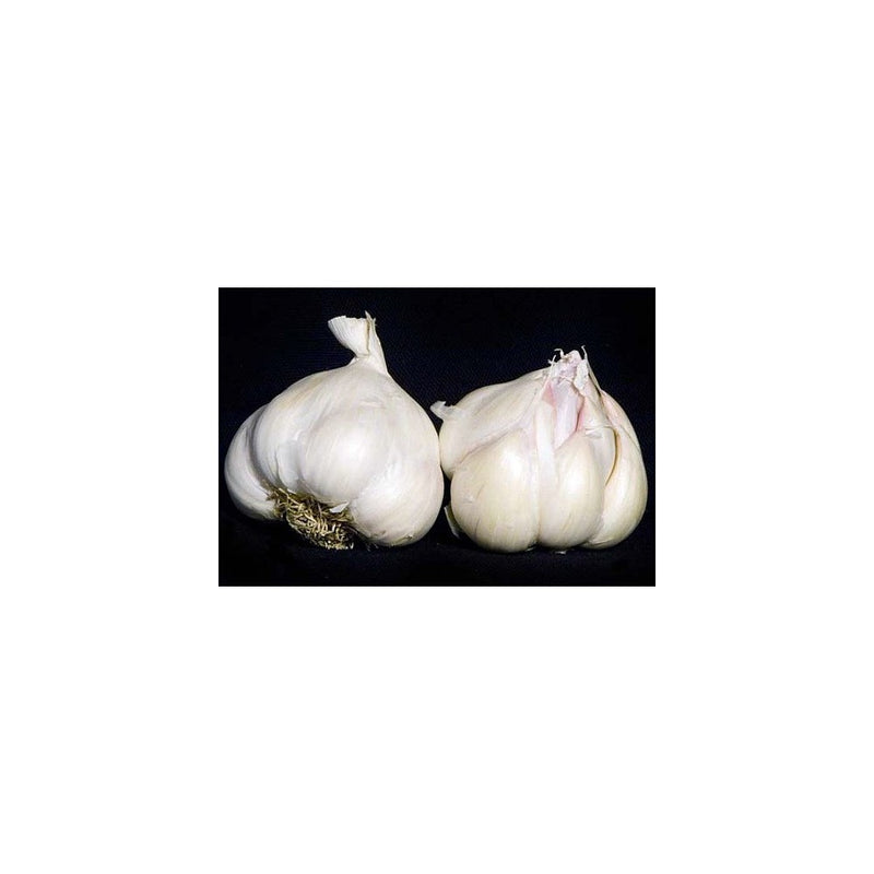 3 ounces Italian Late Garlic Bulbs
