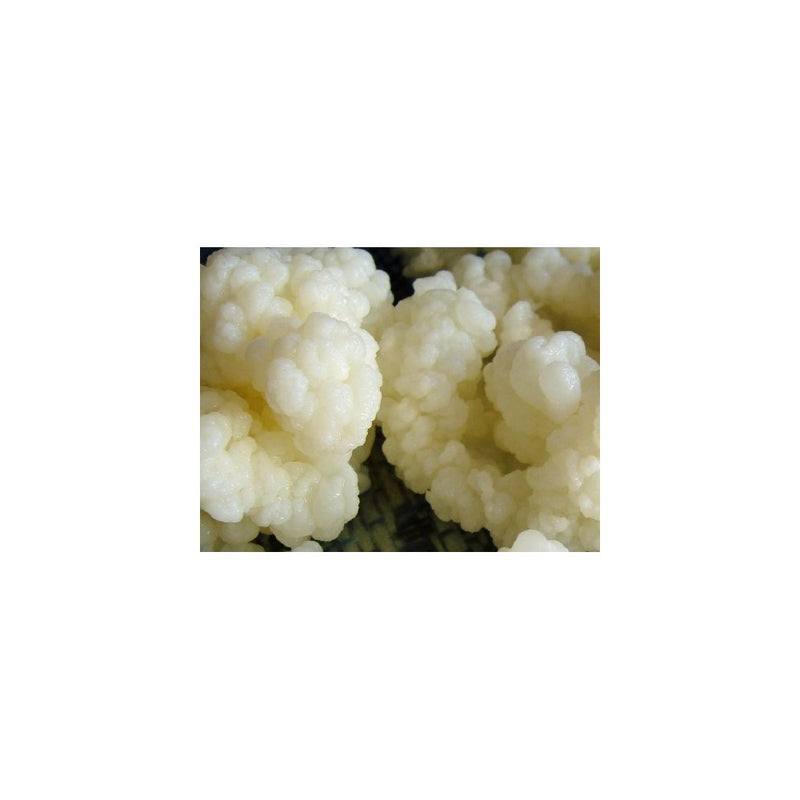 Kefir Grains - Living Probiotic Enriched
