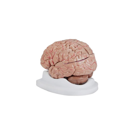 Budget Brain With Arteries Model