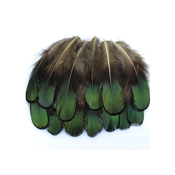 20 Pcs Green Lady Amherst Bronze Iridescent Plumage Feathers Inches Long 1.5-3 Inches