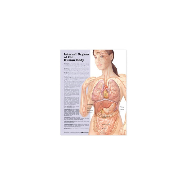 Internal Organs Body Chart.pdf Internal Organs of the Human Body Anatomical Chart - Edealszone.com