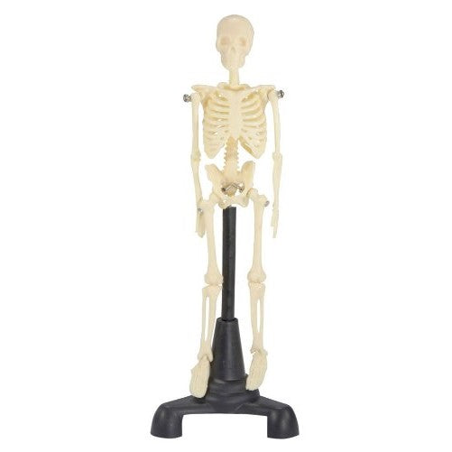 Petite Pete - Mini Skeleton 8.5" (CMS6P) by Anatomical Chart Company