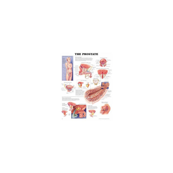 The Prostate Anatomical Chart