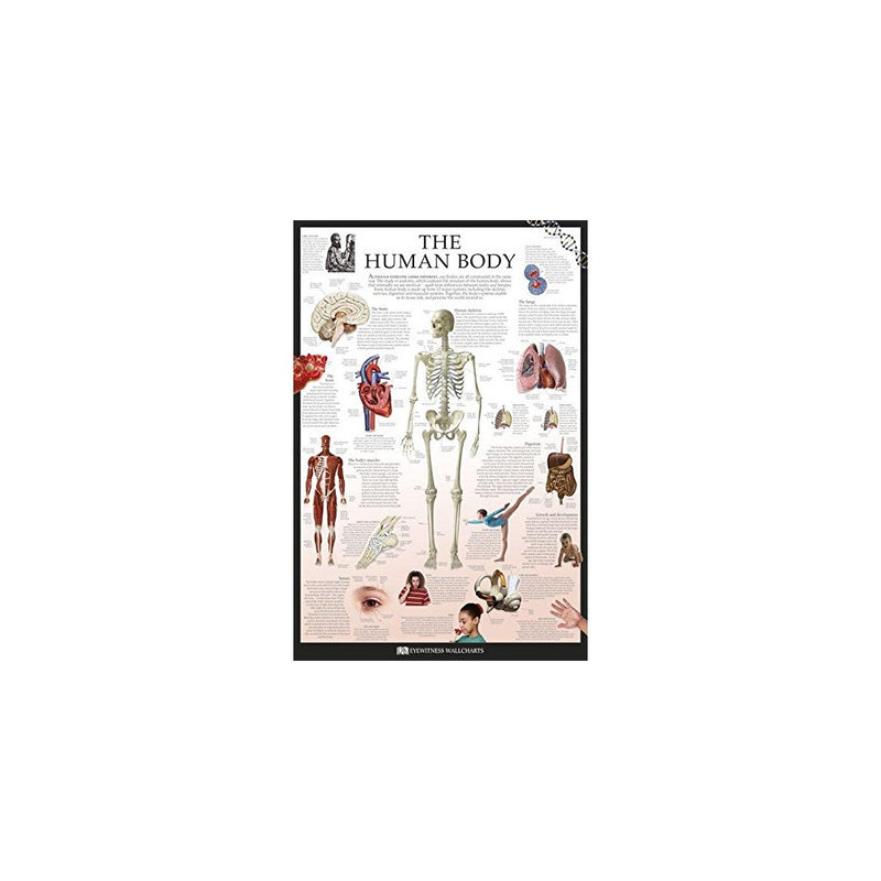Educational Maxi Poster featuring The Workings of The Human Body by Dorling Kindersley 61x91.5cm