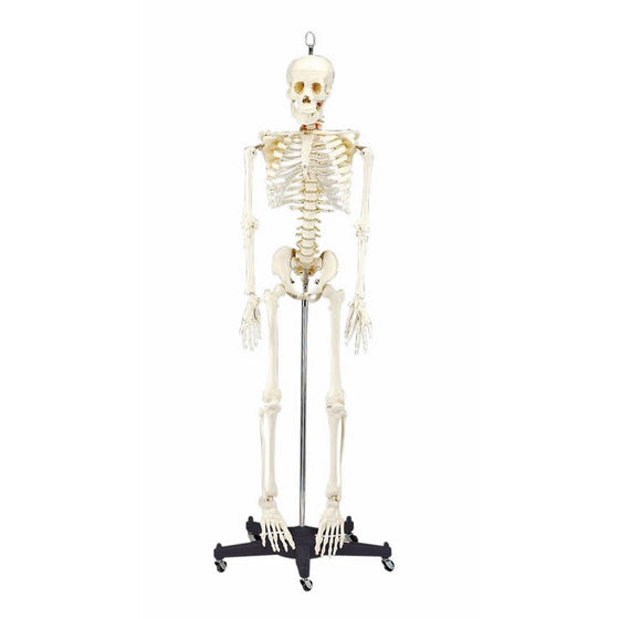 Budget Bart Skeleton Model 4 Ft 2 In