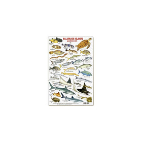 Galapagos Islands Marine Life ID Card