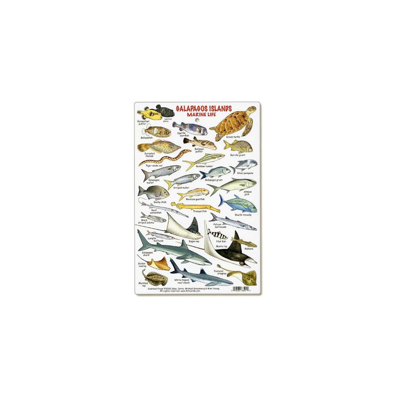 Galapagos Islands Marine Life ID Card