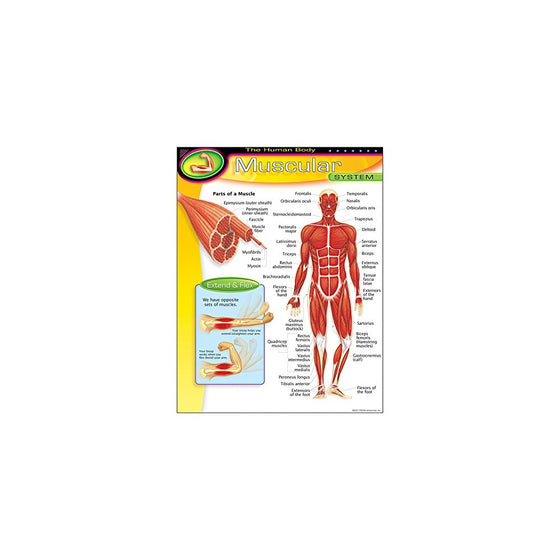 TREND enterprises, Inc. The Human Body–Muscular System Learning Chart, 17" x 22"