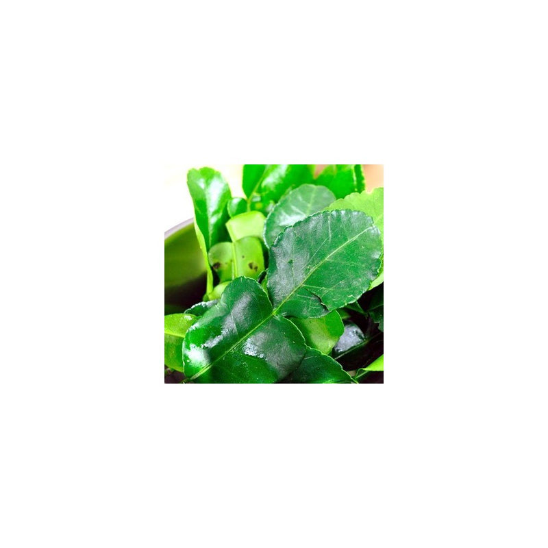 8 Oz. (1/2 Lb). Thai Fresh Kaffir Lime Leaves-grown Organically, Natural with No Pesticides