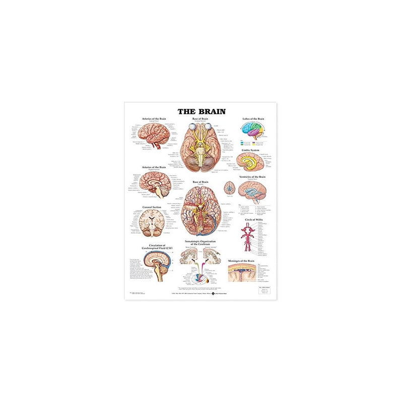 The Brain Anatomical Chart