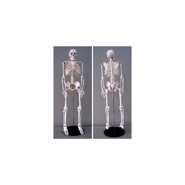 Jack Richeson Skeleton Model, Medium