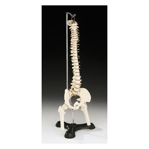 Flexible Desk-size Vertebral Column Item #: CS85X