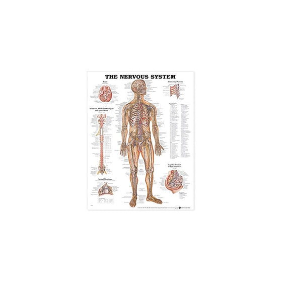 The Nervous System Anatomical Chart