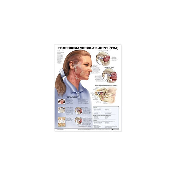 Temporomandibular Joint (TMJ) Anatomical Chart