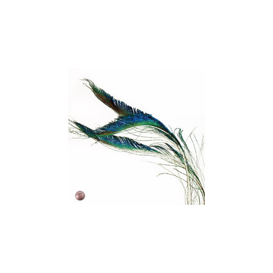 Peacock Sword Feather (10 Per Pack)