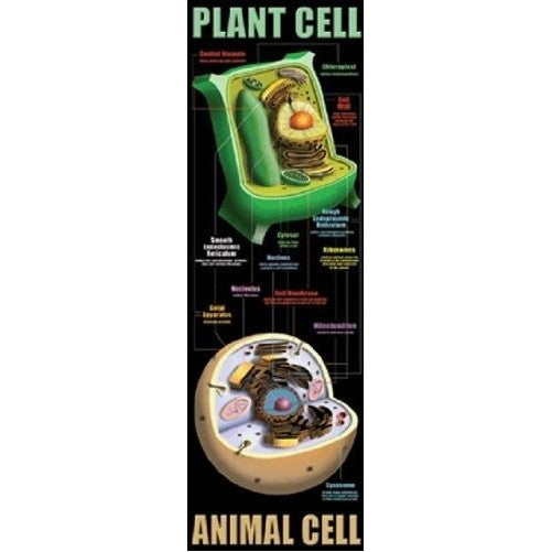 Mcdonald Publishing Plant And Animal Cells