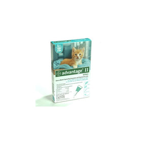 Advantage 2 Kitten