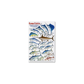 Gamefishes Tropical Atlantic and Caribbean Identification Card