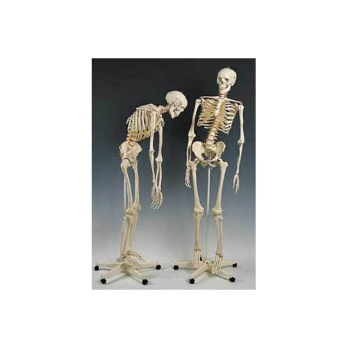 Flexible Mr. Thrifty Skeleton with Spinal Nerves & Stand