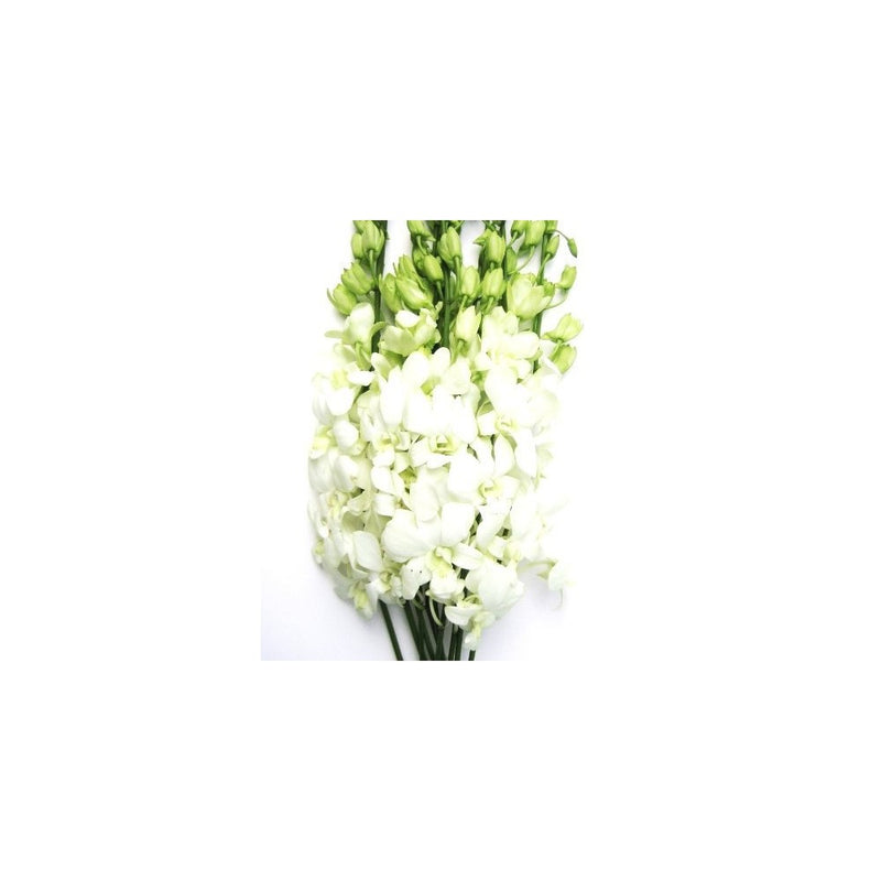 Fresh Flowers- 10 White Dendrobium Orchids