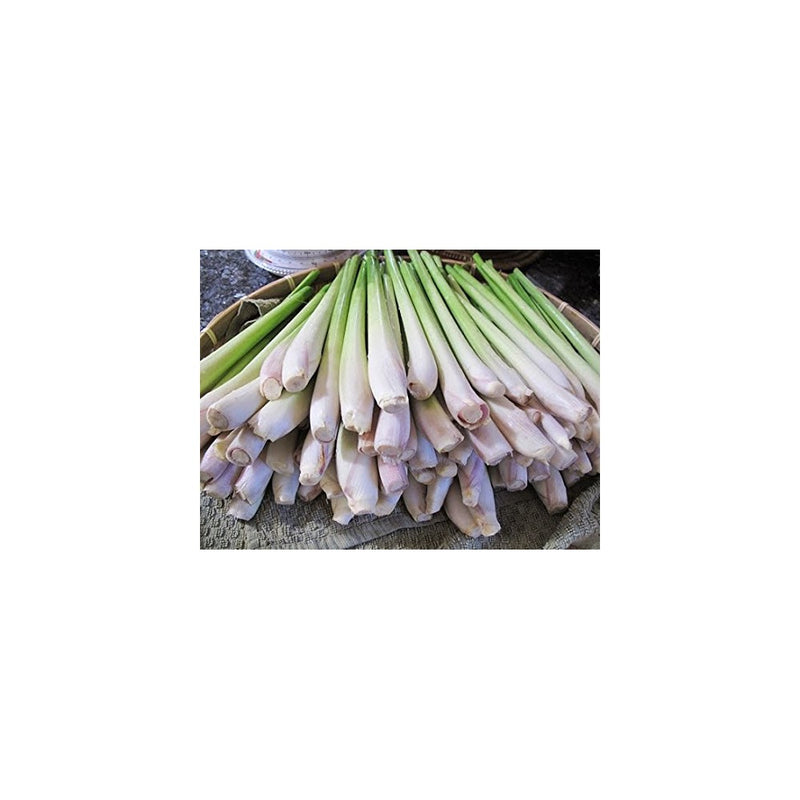 Lemongrass Fresh 12 Stalks from TastePadThai