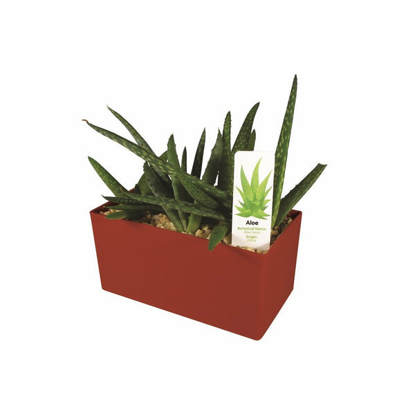 DuneCraft PW-0110 Indespensible Aloe