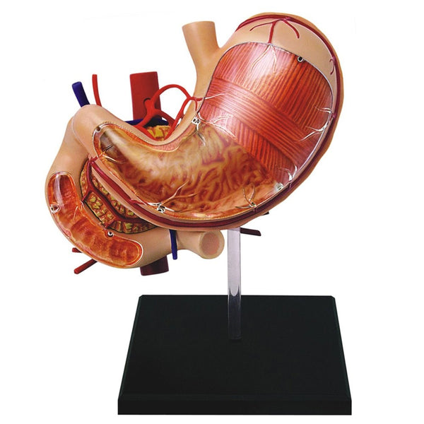 Famemaster 4D-Vision Human Stomach Anatomy Model