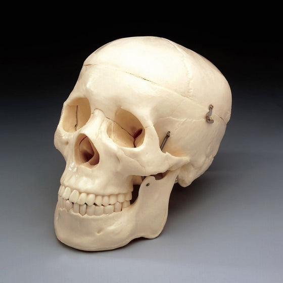 Budget Life-Size Skull (2nd Quality) CS202