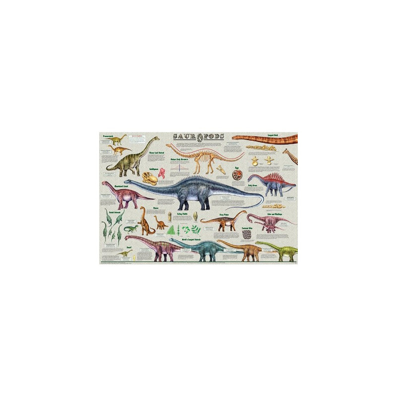 (36 x 24) Sauropods Dinosaur Poster