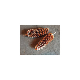 Sugar Pine Cones 11-18 inches long