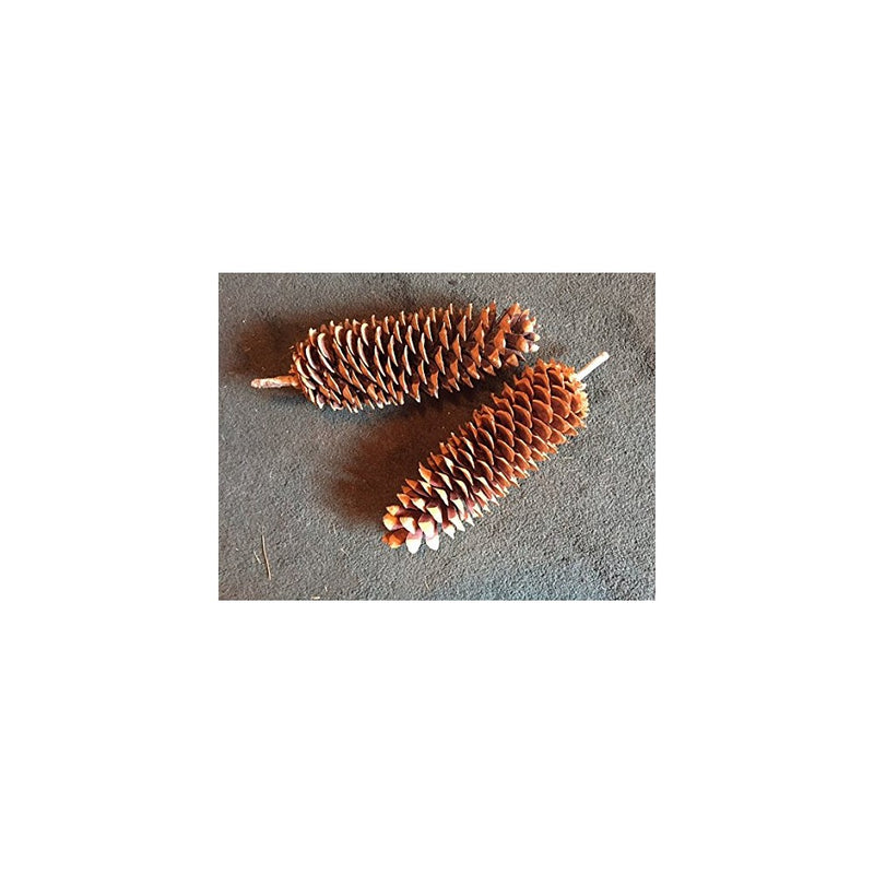 Sugar Pine Cones 11-18 inches long