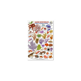 Marine Invertebrates - Florida, The Bahamas & Caribbean ID card