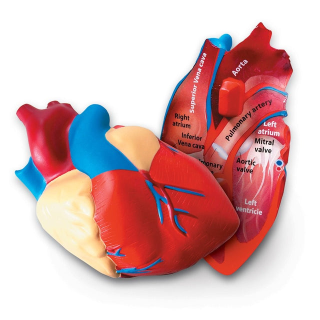Learning Resources Cross-Section Human Heart Model