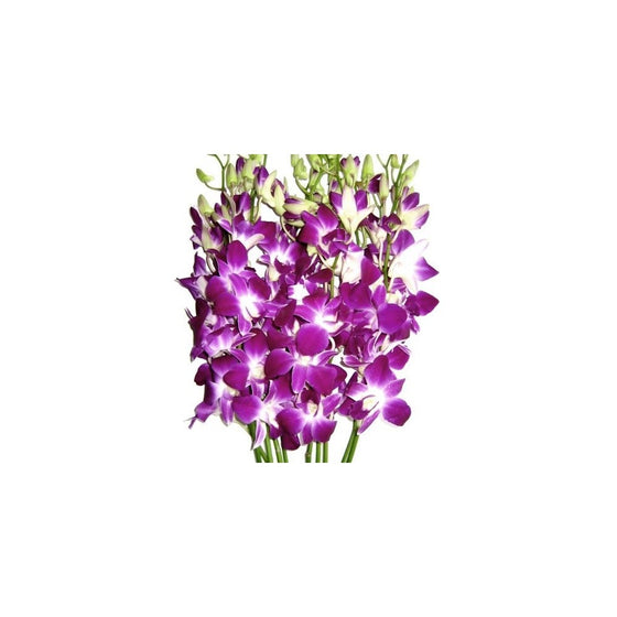 Just Orchids - Premium Long Stem Purple Dendrobium