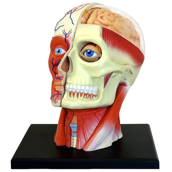 4D Vision Human Head Anatomy Model