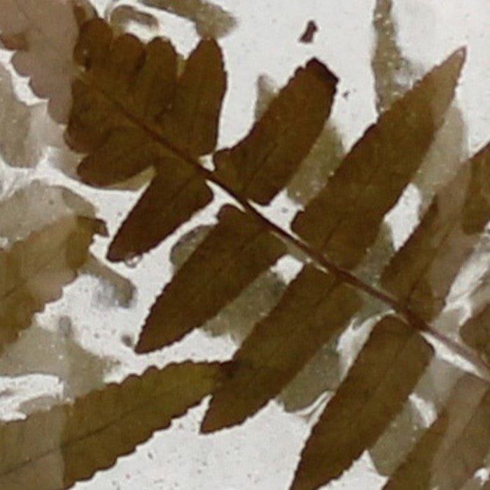 Cylindrical Fern Frond Enameled Glass Hurricane, Medium, Clear and Brown