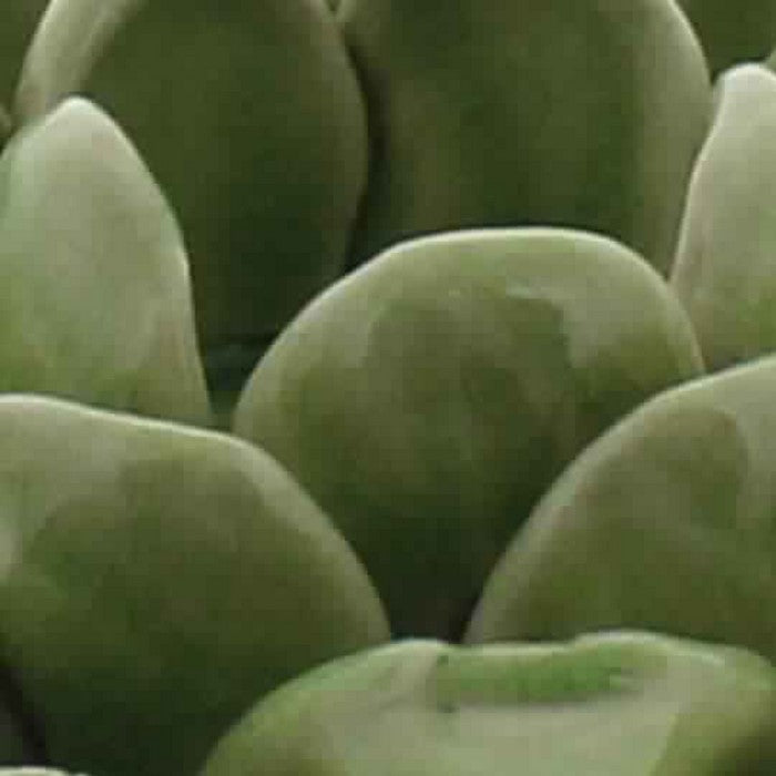 Succulent Shape Ceramic Tealight Holder, Green
