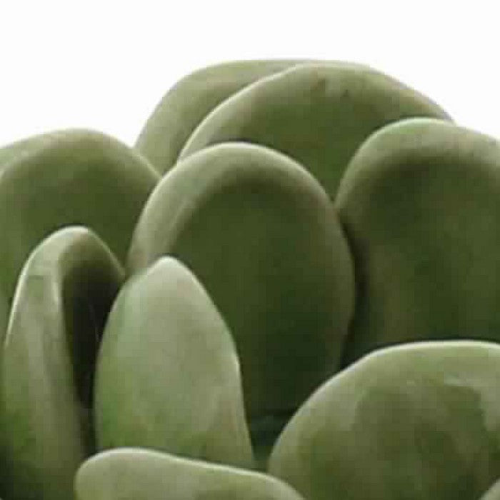 Succulent Shape Ceramic Tealight Holder, Green